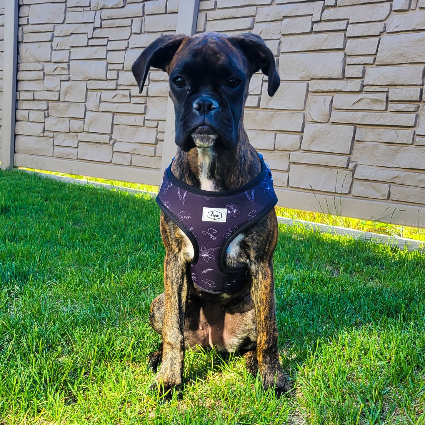 Sask Dog Harness